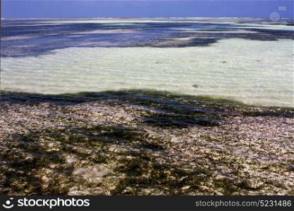 coastline froth foam in the blue lagoon relax of zanzibar africa