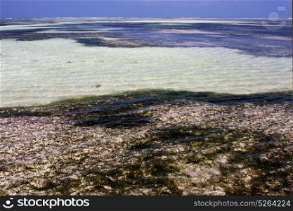 coastline froth foam in the blue lagoon relax of zanzibar africa