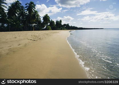 Coastline of a sea adorned with greenery, Mayaguez beach, Puerto Rico