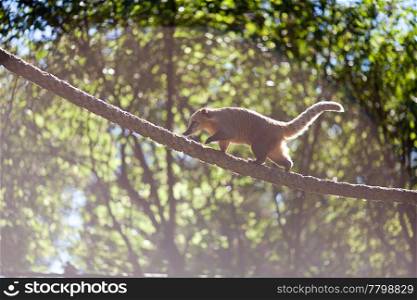 coati jumping from branch to branch in a zoo