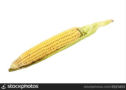 cob fresh corn isolated on a white background