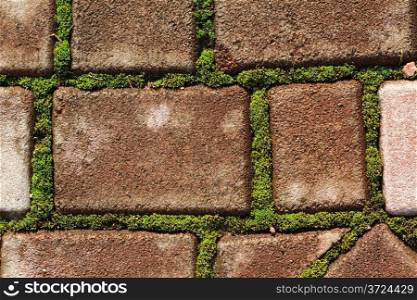 Cobblestone pavement with moss growing between stones