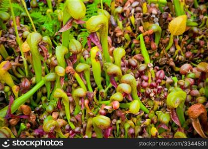 Cobra liliy pitcher plants