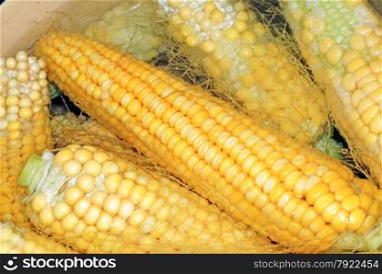 Cobs of corn cooking in water closeup