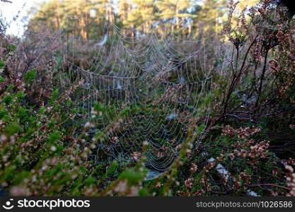 Cobweb between broom heath with dew drops. Spider web between heather