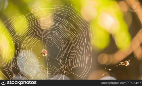 cobweb close-up with the branch in it and the bright background , shining under the sunlight.
