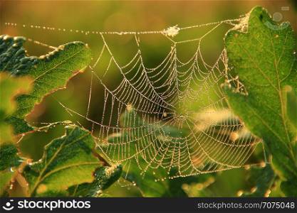 Cobweb covered droplets of rain. Water droplets on web of spider living on between oak leaves. Dew on cobweb. House of spider living in green leaves. Cobweb covered droplets of rain. Water droplets on web