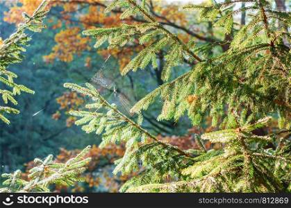 cobweb on fir branches, spruce forest in the sun. spruce forest in the sun, cobweb on fir branches