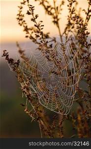 Cobweb with morning dew at sunrise; shallow dof