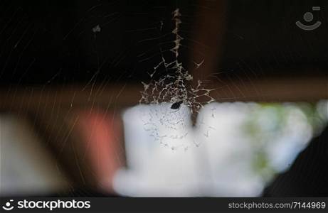 Cobweb with spider on old wooden texture background wall in ancient house.