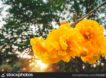 Cochlospermum regium,yellow cotton tree(suphannika:Thai) flower blooming in garden.
