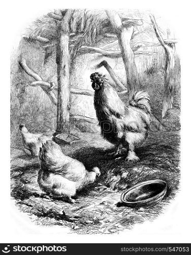 Cock and Hens man race, vintage engraved illustration. Magasin Pittoresque 1861.