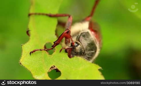 Cockchafer (Melolontha melolontha) eating the green oak leaf