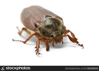 Cockchafer (Melontha vulgaris) isolated on the white background