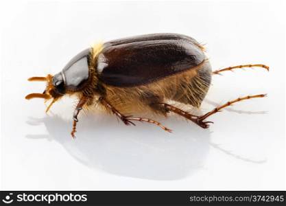 "cockchafer or june beetle "Amphimallon solstitialis" species isolated on white background"