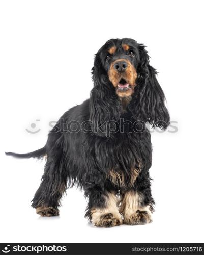 cocker spaniel in front of white background
