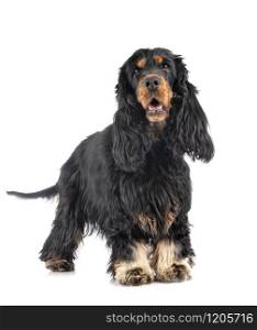 cocker spaniel in front of white background