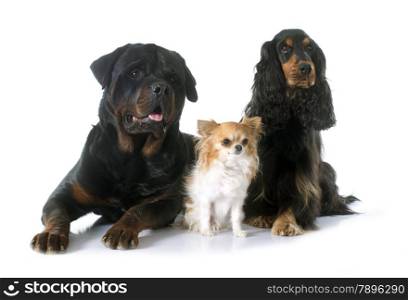 cocker spaniel, rottweiler and chihuahua in front of white background
