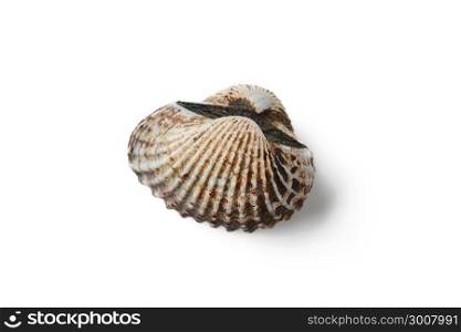 cockle on white background