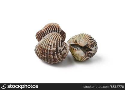 cockle on white background