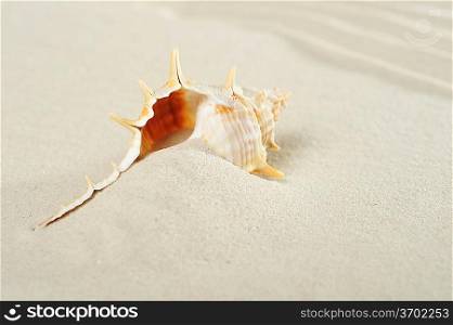 cockleshell on sea sand background