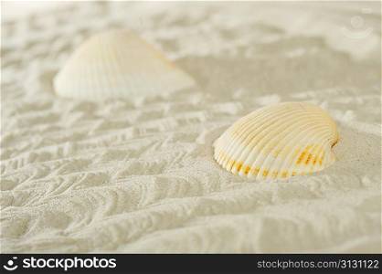 cockleshells on sea sand background