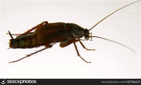 Cockroach (Blatta orientalis) on a white background