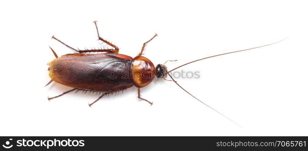cockroach isolated on white background