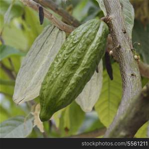 Cocoa Tree With Fruits,Close Up
