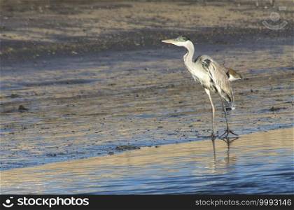 cocoi heron fishing in the lagoon 