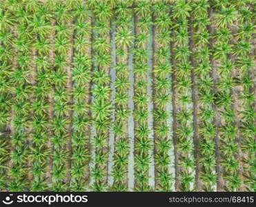 coconut agriculture farm top view taking shot from drone