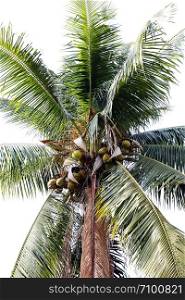 coconut farm, plantation coconut tree