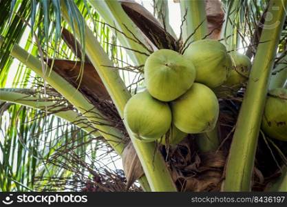 coconut fruit on tree