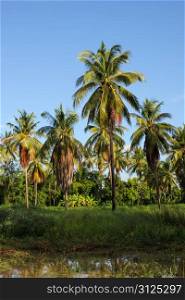 coconut garden