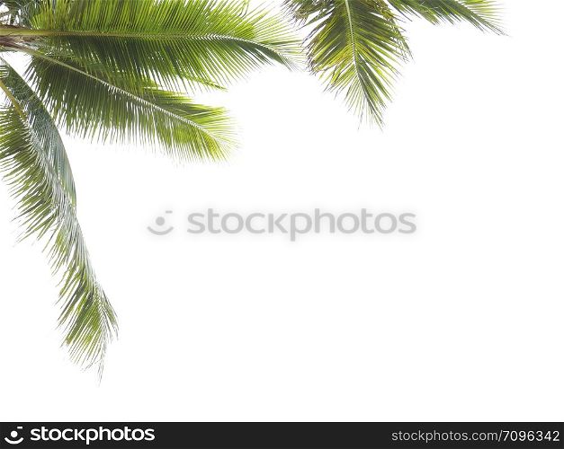 Coconut leaf frame isolate on white background whit copy space, Summer concept.