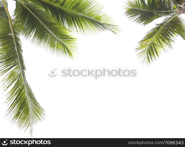 Coconut leaf frame isolate on white background whit copy space, Summer concept.
