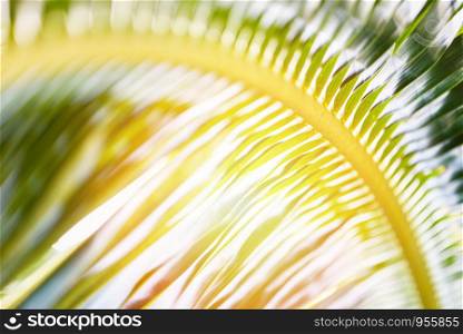 Coconut leaves / Fresh green palm leaf background tropical plant