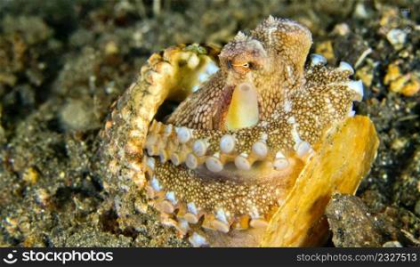 Coconut Octopus, Amphioctopus marginatus, Lembeh, North Sulawesi, Indonesia, Asia