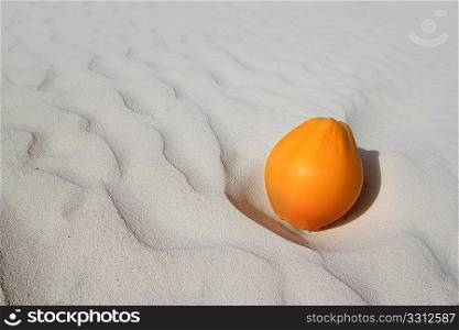 coconut on Caribbean beach white sand ripe orange
