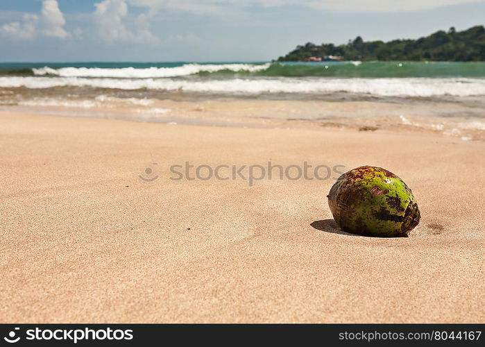 Coconut on the beach. Lone coconut on the beach