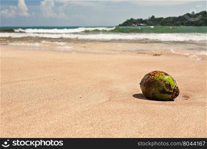 Coconut on the beach. Lone coconut on the beach