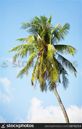 coconut palm and blue sky background, Thailand