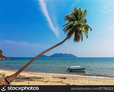 Coconut palm and boat on a tropical sandy beach