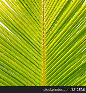 Coconut palm leaves. Floral pattern background