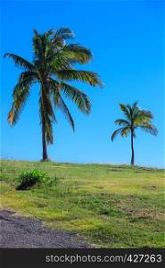 coconut palm on a background of clear sky