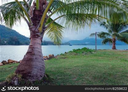 Coconut palm on a tropical beach