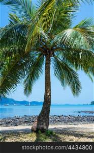Coconut palm on a tropical sandy beach