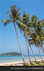 Coconut palm on a tropical sandy beach