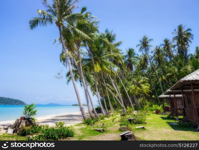 Coconut palm on a tropical sandy beach