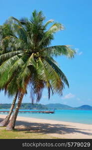 Coconut palm on a tropical sandy beach